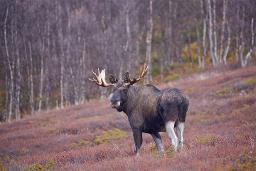 Jaktsesongen 2018